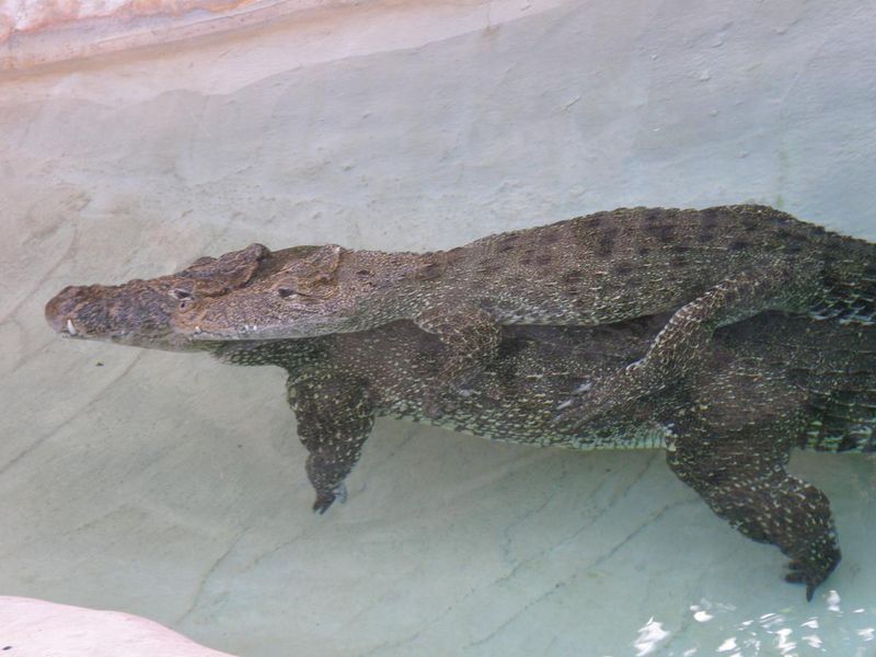Crocodiles Are Mindless Killers