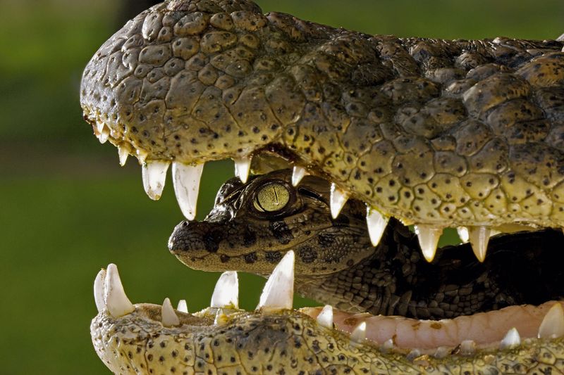 Crocodiles Don't Care For Their Young