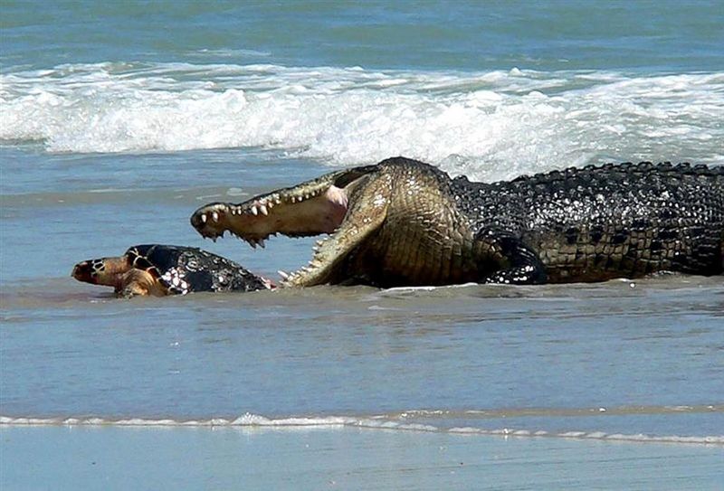 Why Slow Metabolisms And Watery Hideouts Helped Them Survive Mass Extinctions