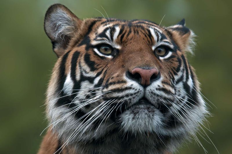 Sumatran Tiger