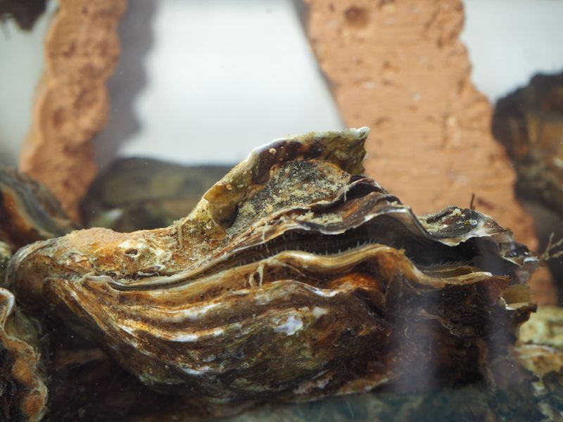 Oyster