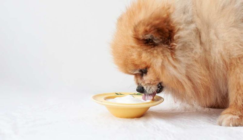 Yogurt Protein Boost