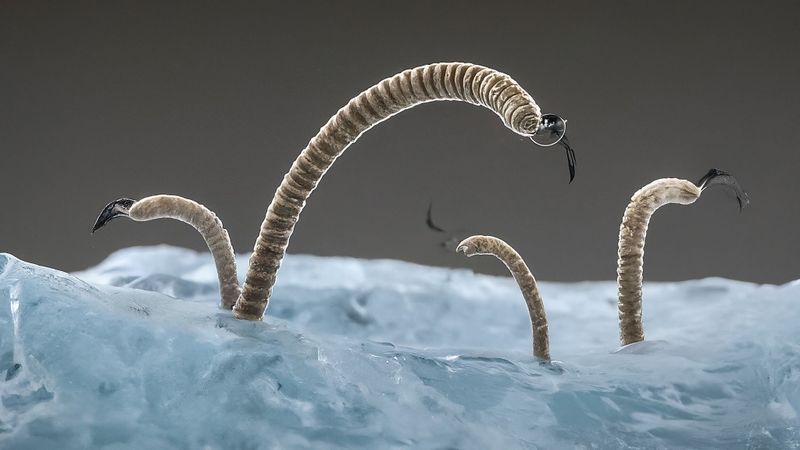 This May Be The Longest A Multicellular Animal Has Ever Been Frozen
