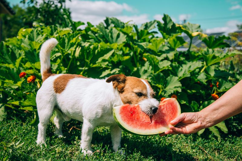 Watermelon Summer Refresher