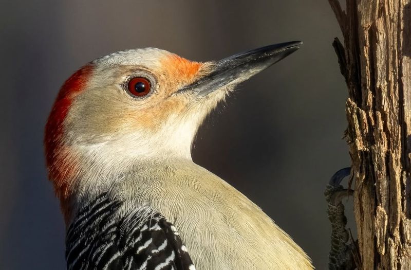 Conservation Status