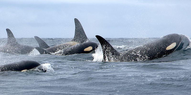 San Juan Islands, Washington