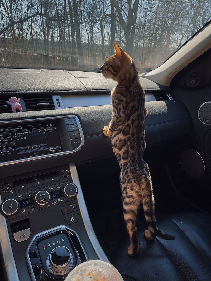 Wary Of Car Rides