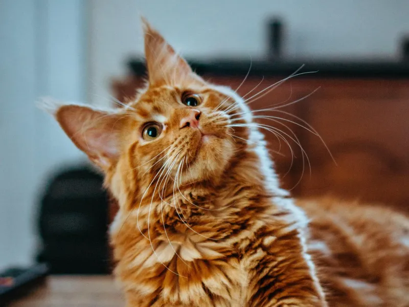 Polydactyl LaPerm