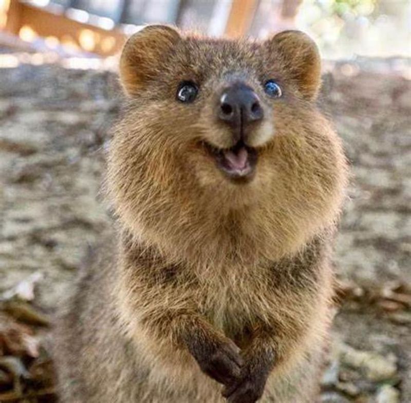 Quokka