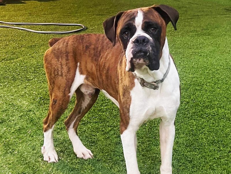 Boxer