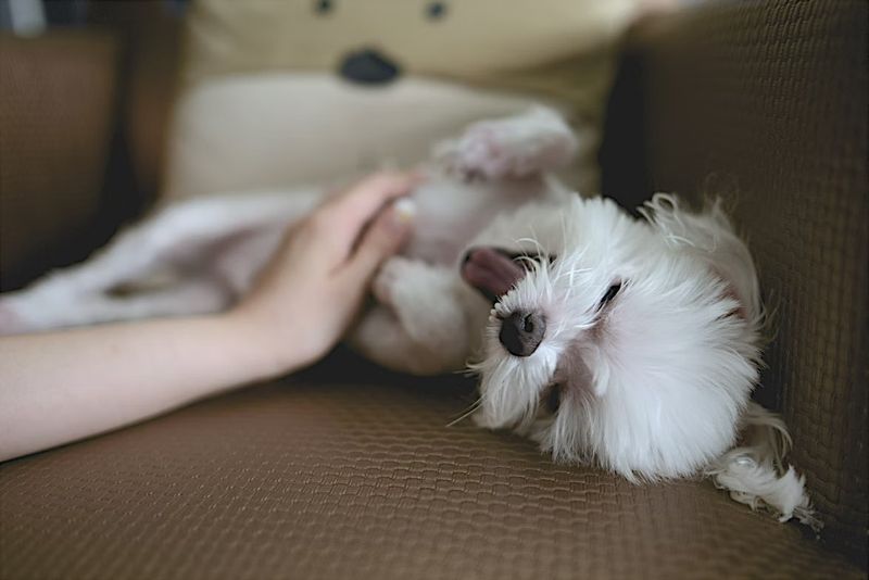 Maltese