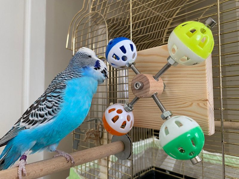 Mind-Stimulating Toys Prevent Boredom