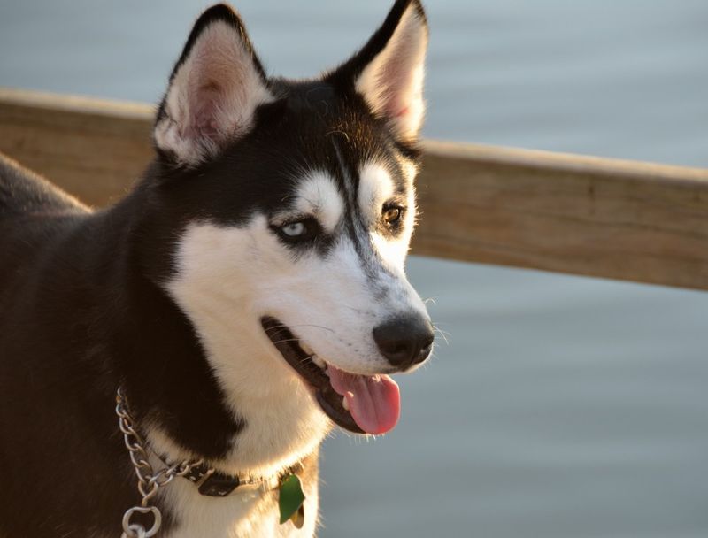 Siberian Husky: The Escape Artist