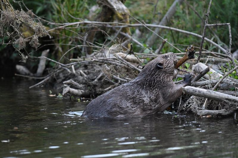 Reintroduction Projects Have Started In The UK