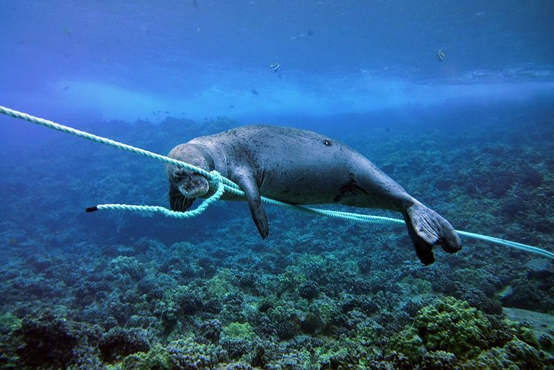 Trapped In Ocean Trash