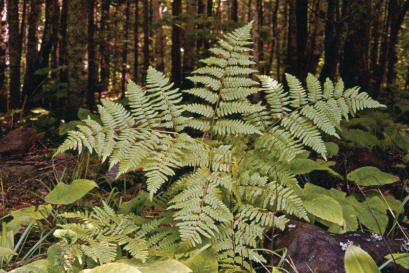 Bracken Fern: Tick Magnet