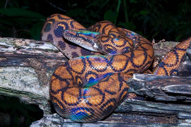 Rainbow Boa (Epicrates cenchria)