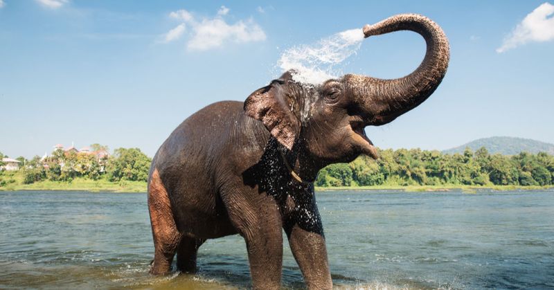 Elephant Haven European Elephant Sanctuary In France