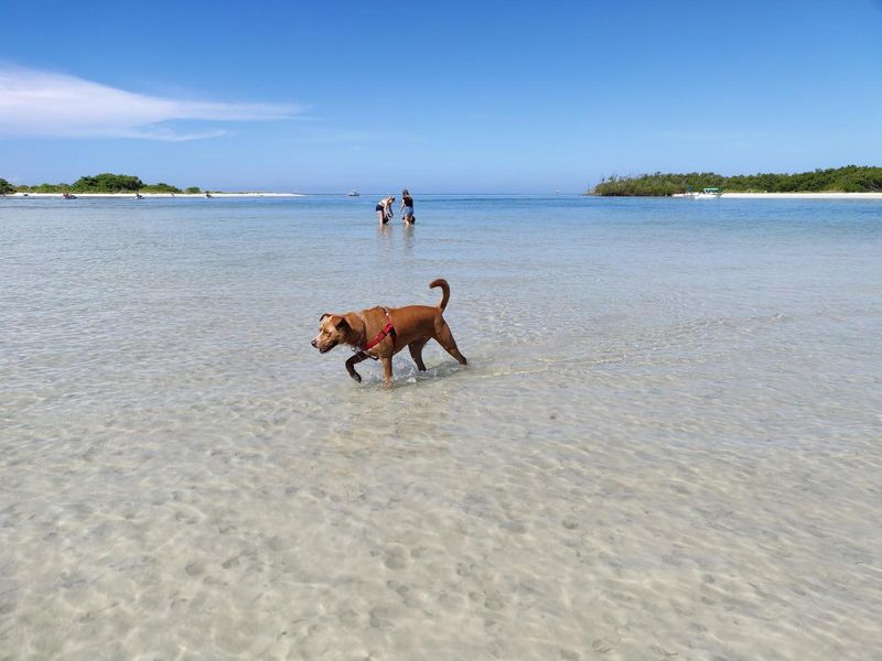 Bonita Beach Dog Park's Southwest Haven