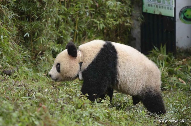 Liziping Nature Reserve – Sichuan, China