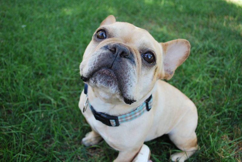 French Bulldogs Top Adoption Demand Lists
