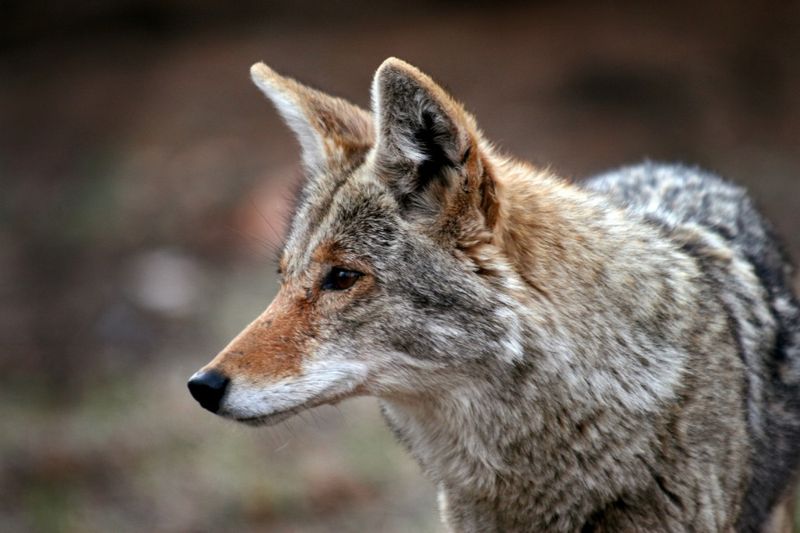 When To Call Wildlife Professionals