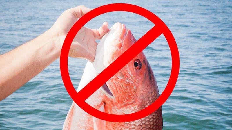 Why Fish Should Never Be Held By The Gills