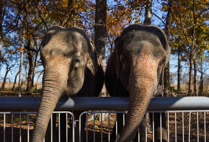 Sanctuaries For Retired Elephants