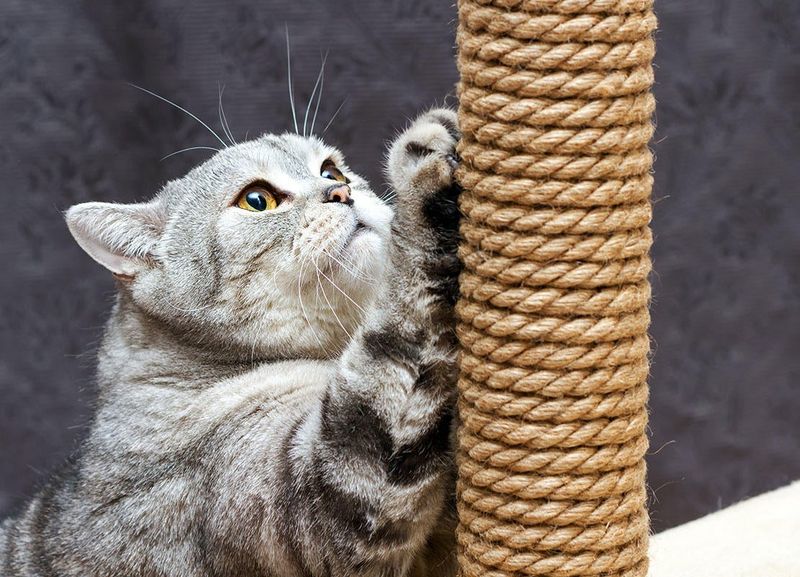Personalized Scratching Options