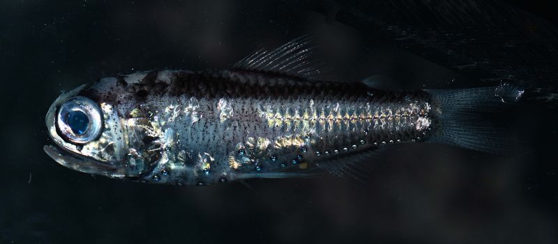 Miniature Lanternfish Variant