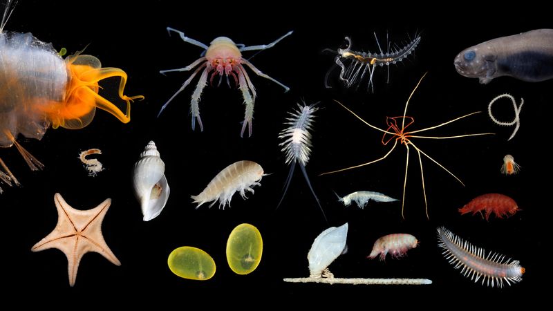 The Discovery Of 800+ New Marine Species In The Deep Sea