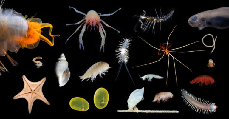 Deep Sea Surprise As 800+ New Marine Species Are Uncovered