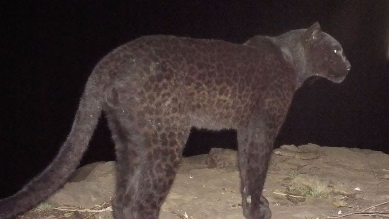 Melanism Vs. Spotted Fur