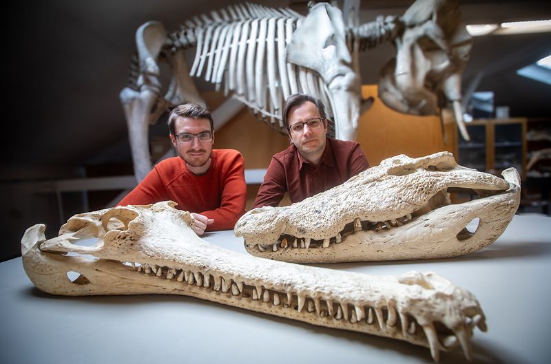 Its Name Means 'Terrible Crocodile' – And It Earned It