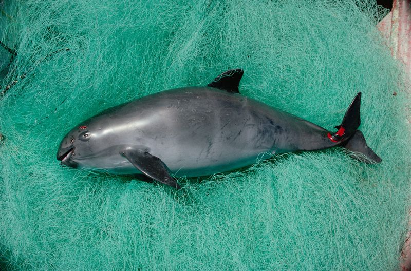 Vaquita Porpoise
