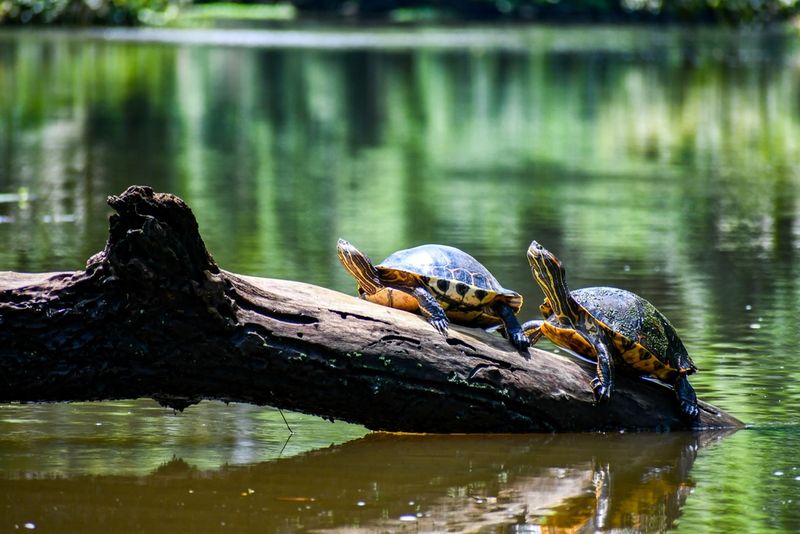Tortuguero National Park, Costa Rica