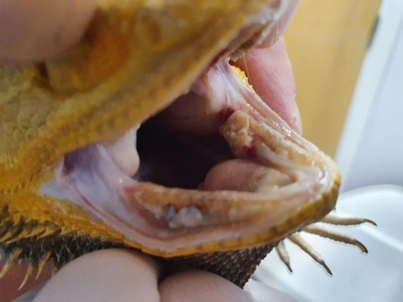 Mouth Rot Requires Immediate Attention