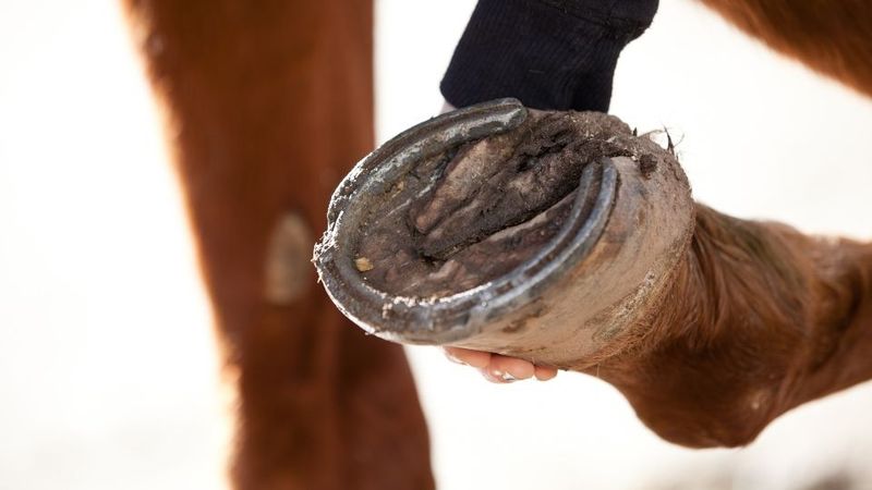 Hoof Changes