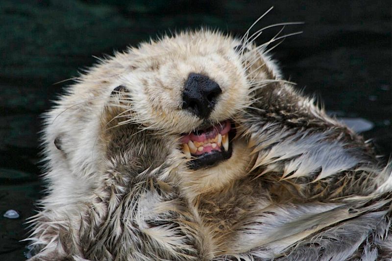 Otter Teeth Are Adapted For Durophagy