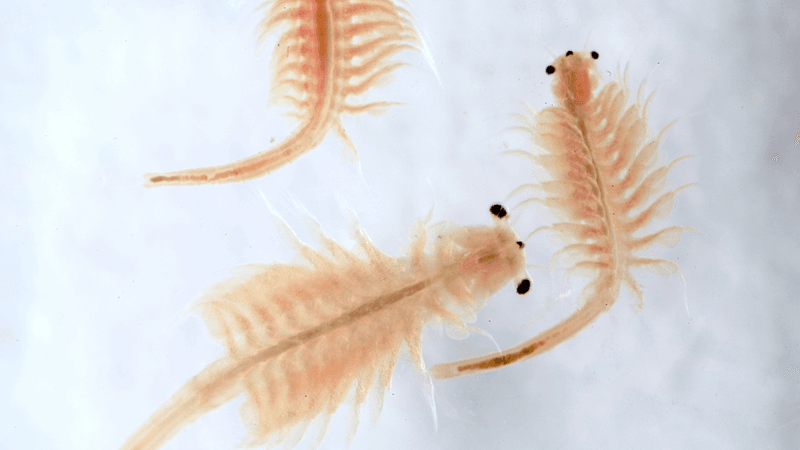 Brine Shrimp Turn Great Salt Lake Pink