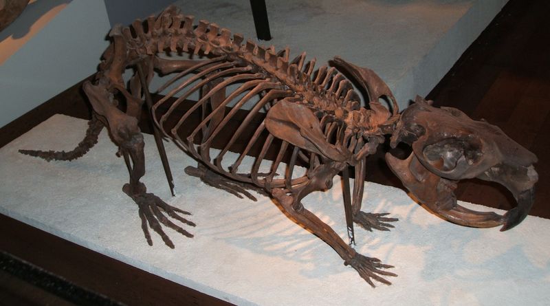 Rodents Lived Here Millions Of Years Ago