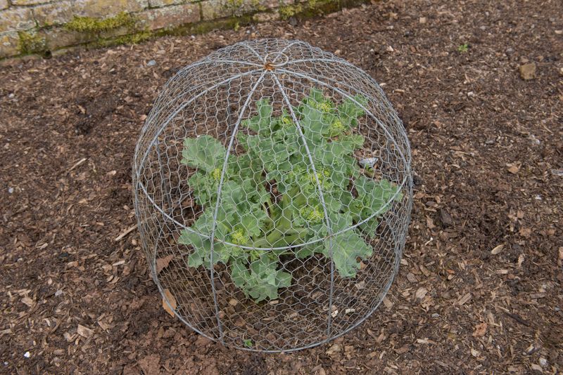 Garden Protection Strategies