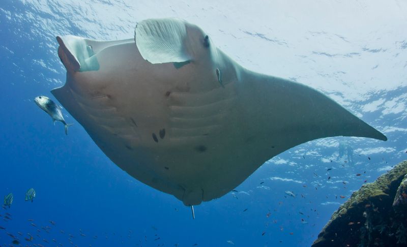They Use Cephalic Fins Like Scoops To Funnel Plankton