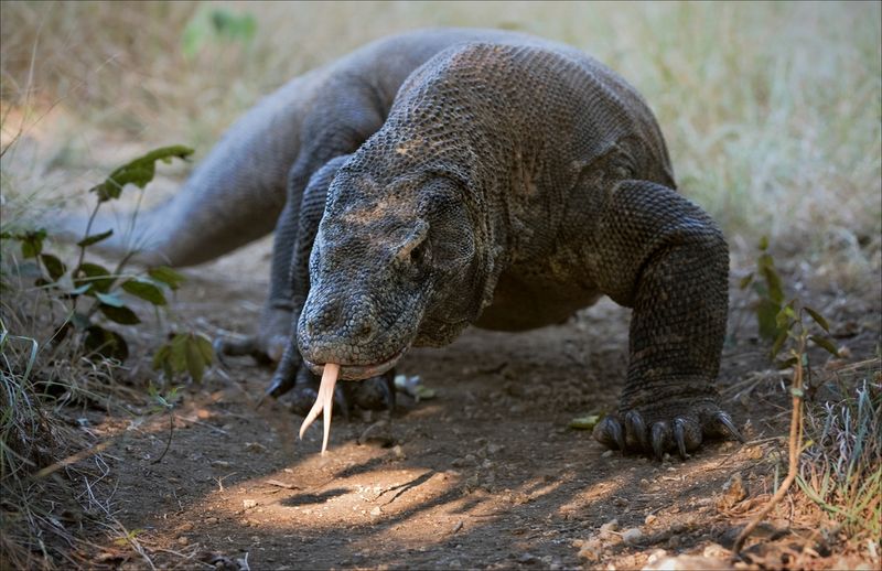 Monitoring The Presence Of Other Komodo Dragons