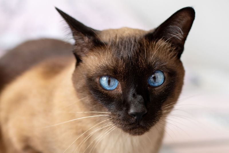 Siamese: Vocal Blue-Eyed Beauties