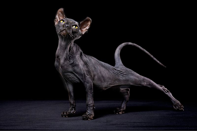 Sphynx: The Hairless Wonder