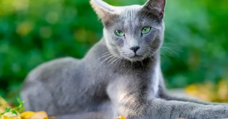 Russian Blue: The Thoughtful Tactician