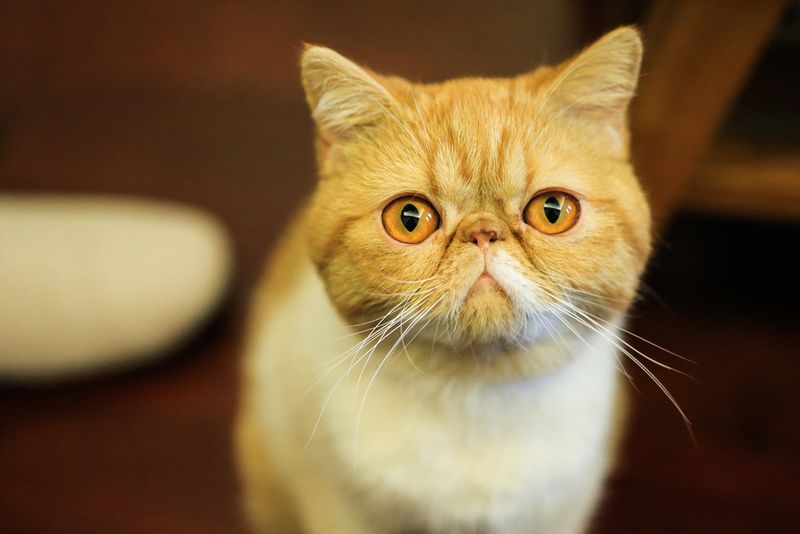 Exotic Shorthair's Plush Density