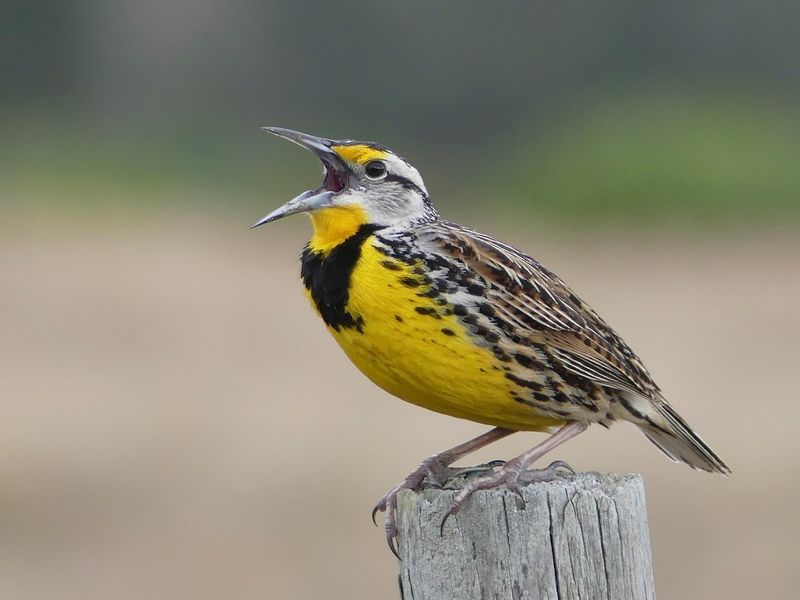 Birds Practice Before Singing Publicly