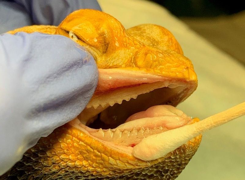 Checking Your Dragon's Teeth
